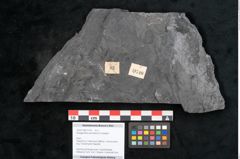 Foto (Objekt + Etikett) von Noeggerathia palmaeformis Goeppert (NHMW-GEO-2024-0188-10740)